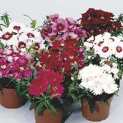 red Dianthus, China Pinks Garden Flowers photo