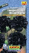 photo black Flower Carnation