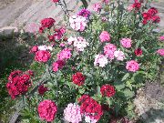 粉红色 甜蜜的威廉 园林花卉 照片
