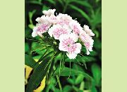 თეთრი ტკბილი William ბაღის ყვავილები ფოტო