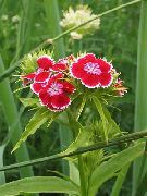 红 甜蜜的威廉 园林花卉 照片