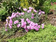 pink Dianthus Perrenial Have Blomster foto