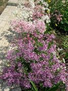 lilas Perrenial Dianthus Fleurs Jardin photo
