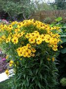 黄 Sneezeweed、ヘレンの花、ドッグトゥースデイジー 庭の花 フォト