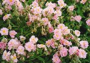 ροζ Ροκ Αυξήθηκε λουλούδια στον κήπο φωτογραφία