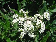 baltas Heliotropas, Vyšnių Pyragas Augalų Sodo Gėlės nuotrauka