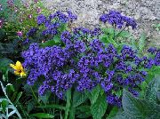 azul Heliotropo, Planta De Pastel De Cereza Flores del Jardín foto