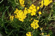 żółty Gelipterum (Akroklinum, Rodanthe)) Kwiaty ogrodowe zdjęcie
