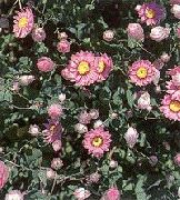 różowy Gelipterum (Akroklinum, Rodanthe)) Kwiaty ogrodowe zdjęcie