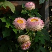 rosa Strawflowers, Margarida De Papel Flores do Jardim foto