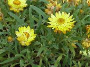 sárga Strawflowers, Papír Daisy Kerti Virágok fénykép