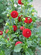 ფოტო წითელი ყვავილების Dahlia