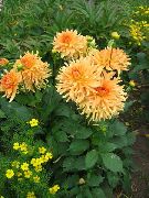 oranžinis Jurginas Sodo Gėlės nuotrauka