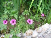 rosa Hardy Pelargon, Vild Pelargon Trädgård blommor foto