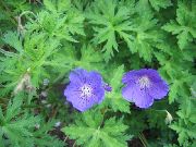 blau Hardy Geranie, Wilden Geranien Garten Blumen foto