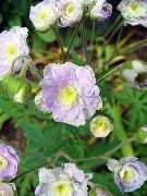 lilac Hardy geranium, Wild Geranium Garden Flowers photo