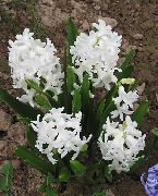 λευκό Ολλανδικά Υάκινθος λουλούδια στον κήπο φωτογραφία