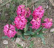 ピンク オランダヒヤシンス 庭の花 フォト