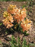 oranžový Dutch Hyacint Zahradní květiny fotografie