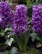 violetinė Olandų Hiacintas Sodo Gėlės nuotrauka