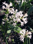 λευκό Hyacinthella Pallasiana λουλούδια στον κήπο φωτογραφία