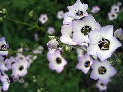 baltas Gilia, Paukščių Akys Sodo Gėlės nuotrauka