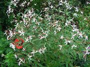 фото білий Квітка Гілленія