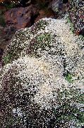 baltas Gypsophila Aretioides Sodo Gėlės nuotrauka
