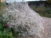 bijela Gypsophila Vrt Cvijeće foto