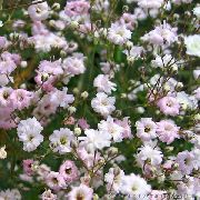 rosa Gypsophila Fiori del giardino foto