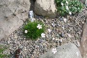 baltas Gypsophila Bungeana Sodo Gėlės nuotrauka
