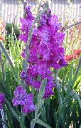 lilac Gladiolus Garden Flowers photo