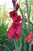 қызыл Gladiolus (Гладиолус) Бақша Гүлдер фото