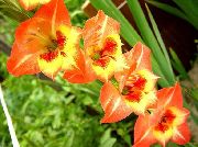 foto apelsin Blomma Gladiolus