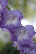 γαλάζιο Γλαδιόλα λουλούδια στον κήπο φωτογραφία