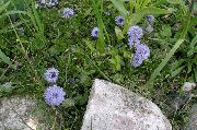 lichtblauw Globe Daisy Tuin Bloemen foto