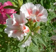 ホワイト アトラス花、お別れツー春、ゴデチア 庭の花 フォト