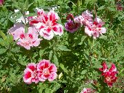 roze Atlasflower, Zbogom Do Proljeća, Godetia Vrt Cvijeće foto