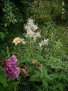 fotografie Obrie Fleeceflower, Biela Fleece Kvet, Biely Drak Kvetina