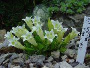 фото білий Квітка Тирлич Багаторічна