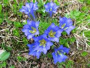 γαλάζιο Γεντιανή, Γεντιανή Ιτιάς λουλούδια στον κήπο φωτογραφία