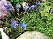 lichtblauw Chinees Gentiaan Tuin Bloemen foto