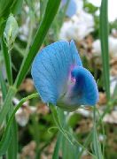 jasnoniebieski Groszek Kwiaty ogrodowe zdjęcie
