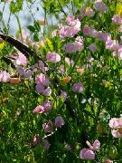rosa Pisello Odoroso Fiori del giardino foto