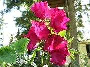 rouge Pois De Senteur Fleurs Jardin photo