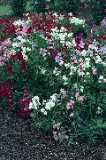 foto bijela Cvijet Španska Grahorica