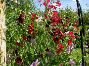 勃艮第 香豌豆 园林花卉 照片