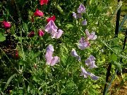 lilla Sweet Pea Have Blomster foto