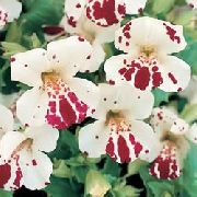 თეთრი Monkey Flower ბაღის ყვავილები ფოტო