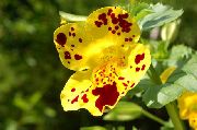 dzeltens Mērkaķis Zieds  foto